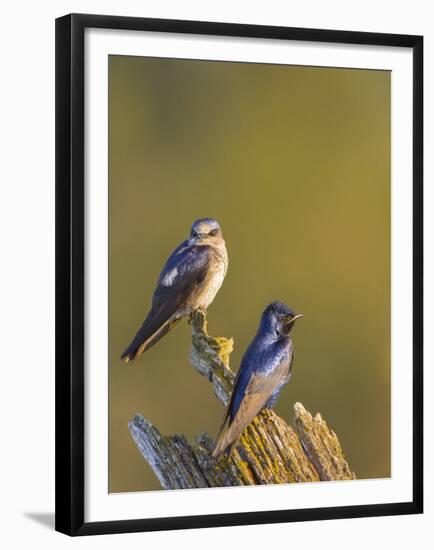 Purple Martins (Progne Subis) on Snag, Lake Sammamish, Washington, USA-Gary Luhm-Framed Premium Photographic Print