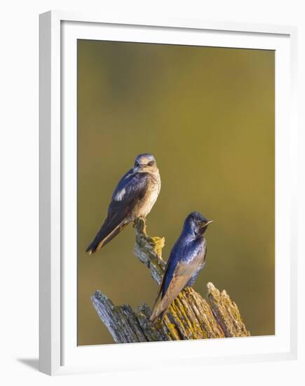 Purple Martins (Progne Subis) on Snag, Lake Sammamish, Washington, USA-Gary Luhm-Framed Premium Photographic Print