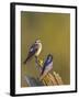 Purple Martins (Progne Subis) on Snag, Lake Sammamish, Washington, USA-Gary Luhm-Framed Premium Photographic Print