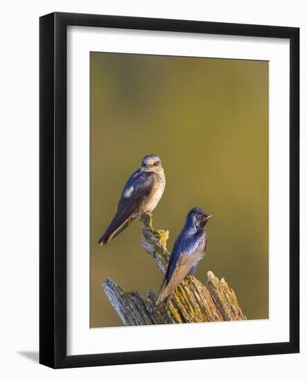 Purple Martins (Progne Subis) on Snag, Lake Sammamish, Washington, USA-Gary Luhm-Framed Photographic Print