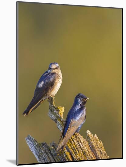 Purple Martins (Progne Subis) on Snag, Lake Sammamish, Washington, USA-Gary Luhm-Mounted Photographic Print