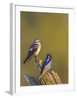 Purple Martins (Progne Subis) on Snag, Lake Sammamish, Washington, USA-Gary Luhm-Framed Photographic Print