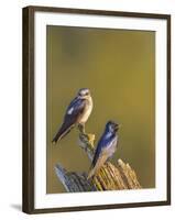 Purple Martins (Progne Subis) on Snag, Lake Sammamish, Washington, USA-Gary Luhm-Framed Photographic Print