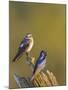 Purple Martins (Progne Subis) on Snag, Lake Sammamish, Washington, USA-Gary Luhm-Mounted Photographic Print