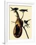 Purple Martins-John James Audubon-Framed Giclee Print