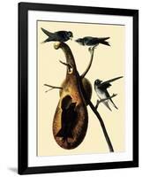 Purple Martins-John James Audubon-Framed Giclee Print