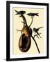 Purple Martins-John James Audubon-Framed Giclee Print