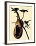 Purple Martins-John James Audubon-Framed Giclee Print