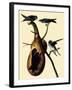 Purple Martins-John James Audubon-Framed Giclee Print