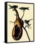 Purple Martins-John James Audubon-Framed Stretched Canvas