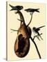 Purple Martins-John James Audubon-Stretched Canvas