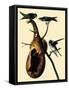 Purple Martins-John James Audubon-Framed Stretched Canvas