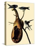 Purple Martins-John James Audubon-Stretched Canvas