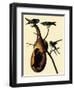 Purple Martins-John James Audubon-Framed Giclee Print