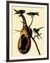 Purple Martins-John James Audubon-Framed Giclee Print