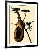 Purple Martins-John James Audubon-Framed Giclee Print