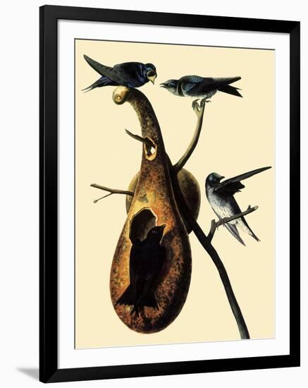 Purple Martins-John James Audubon-Framed Giclee Print