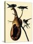 Purple Martins-John James Audubon-Stretched Canvas