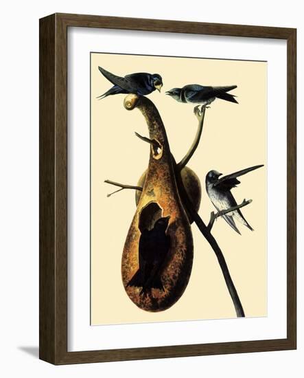 Purple Martins-John James Audubon-Framed Giclee Print