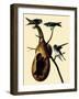 Purple Martins-John James Audubon-Framed Giclee Print