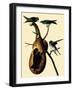 Purple Martins-John James Audubon-Framed Giclee Print