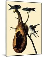 Purple Martins-John James Audubon-Mounted Giclee Print
