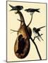 Purple Martins-John James Audubon-Mounted Giclee Print