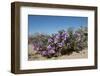 Purple Mat an Attractive Desert Flower Found in Organ Pipe Cactus Nm-Richard Wright-Framed Photographic Print