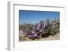 Purple Mat an Attractive Desert Flower Found in Organ Pipe Cactus Nm-Richard Wright-Framed Photographic Print