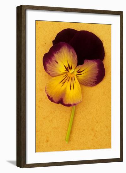 Purple Mauve and Yellow-Den Reader-Framed Photographic Print