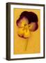 Purple Mauve and Yellow-Den Reader-Framed Photographic Print