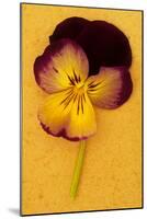 Purple Mauve and Yellow-Den Reader-Mounted Photographic Print