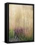 Purple Moor Grass (Molinia Caerulea)-Adrian Bicker-Framed Stretched Canvas