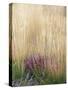 Purple Moor Grass (Molinia Caerulea)-Adrian Bicker-Stretched Canvas