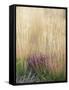 Purple Moor Grass (Molinia Caerulea)-Adrian Bicker-Framed Stretched Canvas