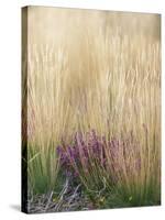 Purple Moor Grass (Molinia Caerulea)-Adrian Bicker-Stretched Canvas