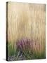 Purple Moor Grass (Molinia Caerulea)-Adrian Bicker-Stretched Canvas