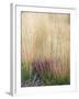 Purple Moor Grass (Molinia Caerulea)-Adrian Bicker-Framed Premium Photographic Print