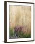 Purple Moor Grass (Molinia Caerulea)-Adrian Bicker-Framed Premium Photographic Print