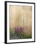 Purple Moor Grass (Molinia Caerulea)-Adrian Bicker-Framed Premium Photographic Print