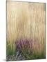 Purple Moor Grass (Molinia Caerulea)-Adrian Bicker-Mounted Premium Photographic Print