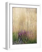 Purple Moor Grass (Molinia Caerulea)-Adrian Bicker-Framed Photographic Print