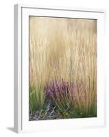 Purple Moor Grass (Molinia Caerulea)-Adrian Bicker-Framed Photographic Print