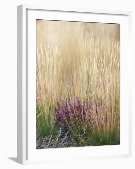 Purple Moor Grass (Molinia Caerulea)-Adrian Bicker-Framed Photographic Print