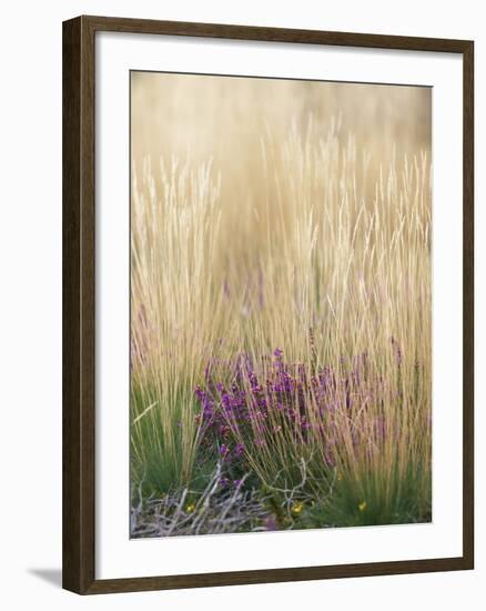 Purple Moor Grass (Molinia Caerulea)-Adrian Bicker-Framed Photographic Print