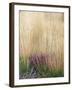 Purple Moor Grass (Molinia Caerulea)-Adrian Bicker-Framed Photographic Print