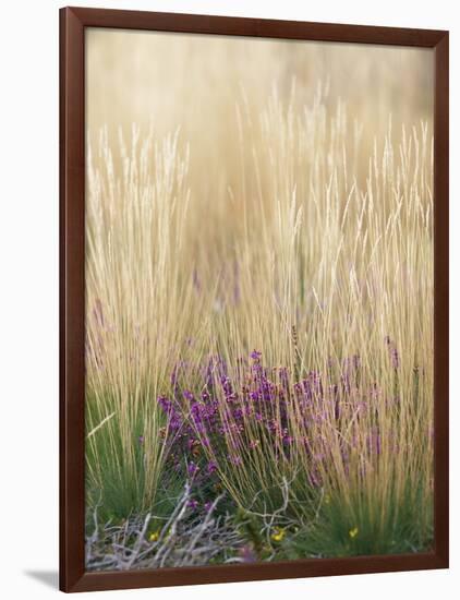 Purple Moor Grass (Molinia Caerulea)-Adrian Bicker-Framed Photographic Print