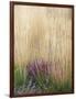 Purple Moor Grass (Molinia Caerulea)-Adrian Bicker-Framed Photographic Print