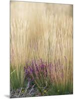 Purple Moor Grass (Molinia Caerulea)-Adrian Bicker-Mounted Photographic Print