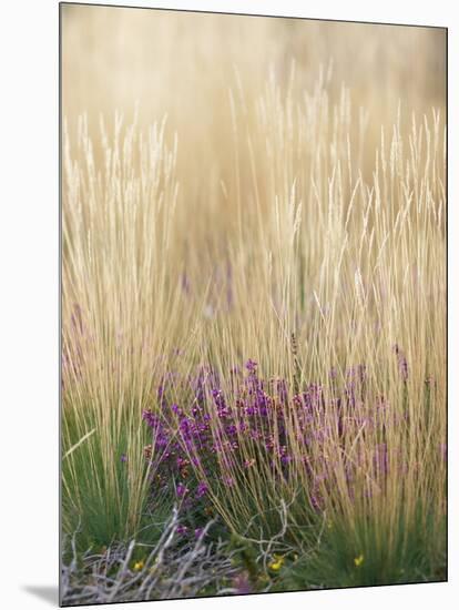 Purple Moor Grass (Molinia Caerulea)-Adrian Bicker-Mounted Photographic Print